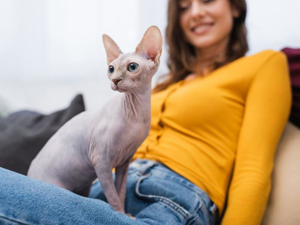 koty-dla-alergikow-sfink-sphynx-2508414-b6cffbe