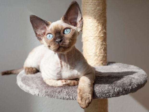 koty-dla-alergikow-devon-rex-2508412-209c227