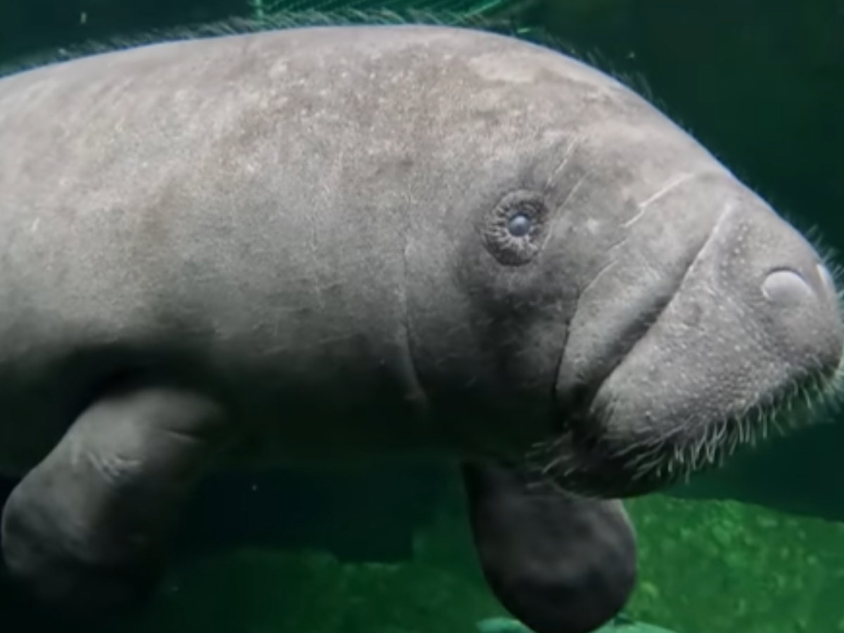 "Pomarszczony kosmita" z wrocławskiego zoo potrzebuje pomocy
