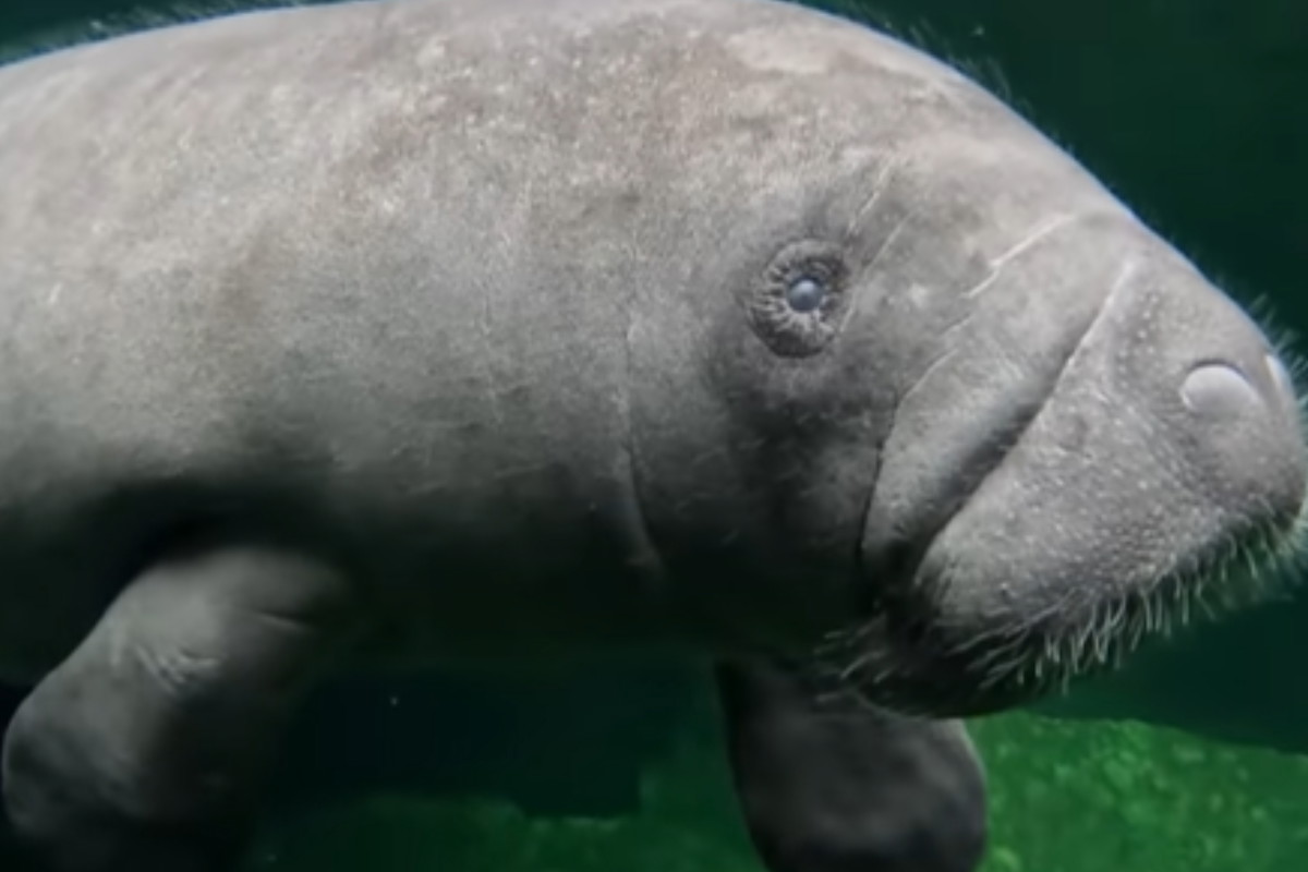 "Pomarszczony kosmita" z wrocławskiego zoo potrzebuje pomocy