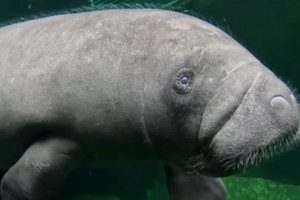 "Pomarszczony kosmita" z wrocławskiego zoo potrzebuje pomocy
