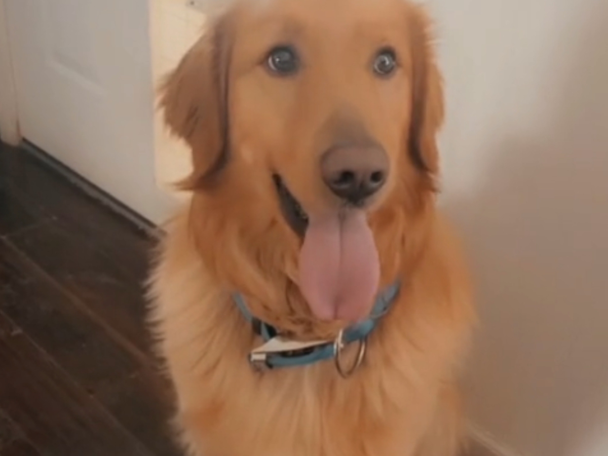 pies bohater, Golden Retriever