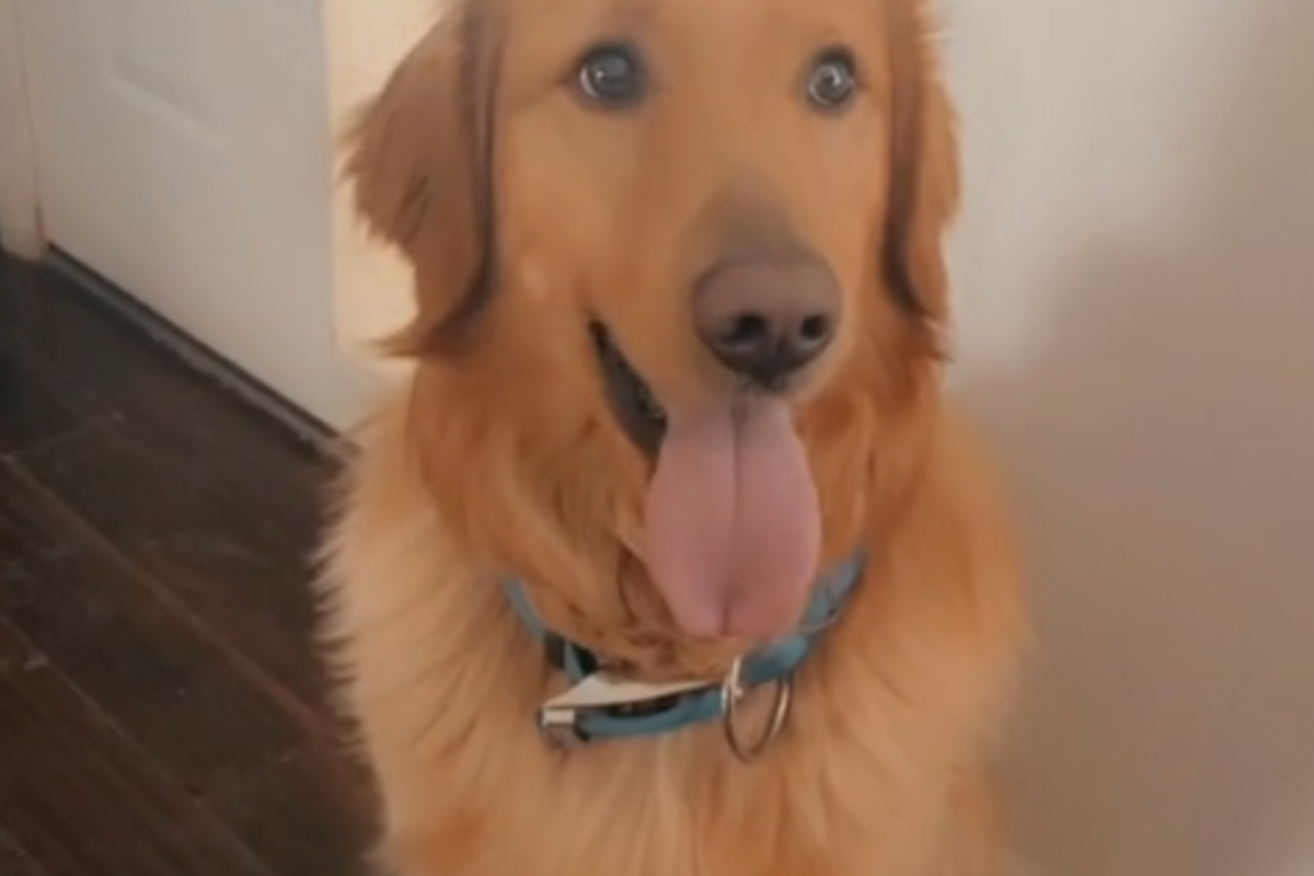 pies bohater, Golden Retriever
