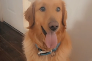 pies bohater, Golden Retriever