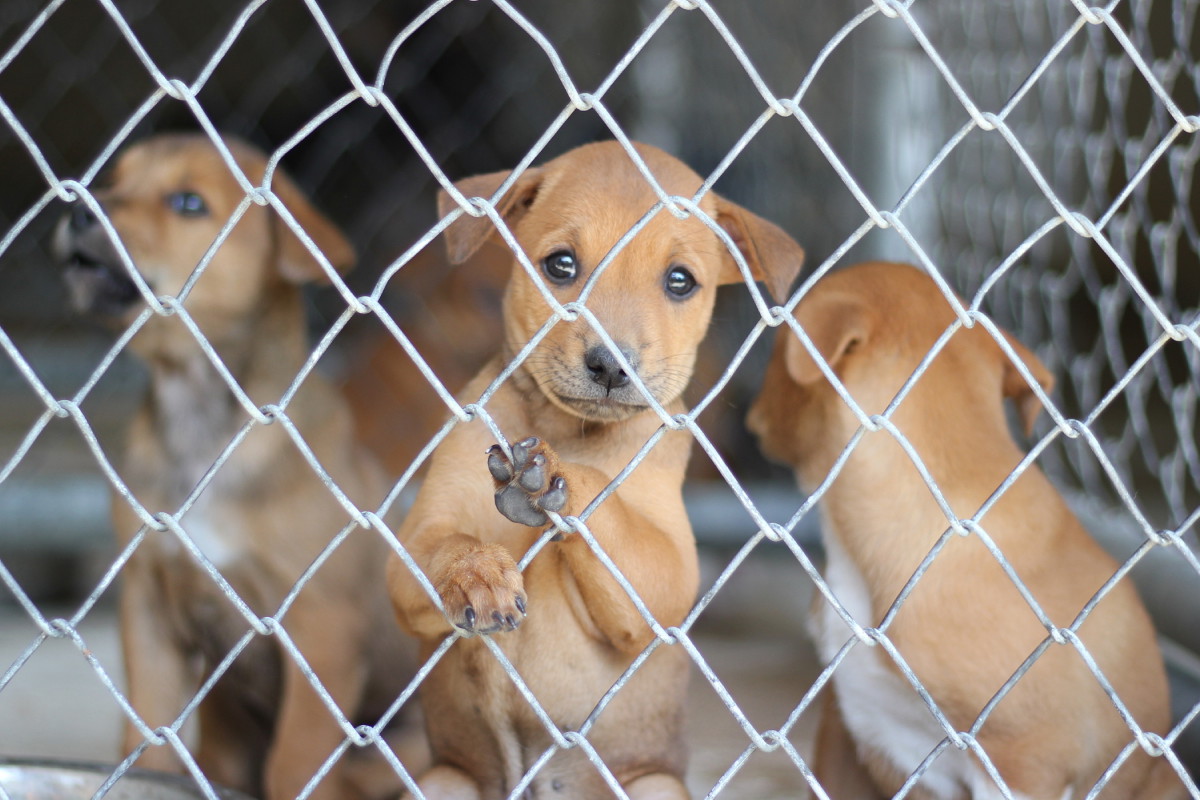 3 wtulone w siebie szczenięta znalezione na zamarzniętej ziemi