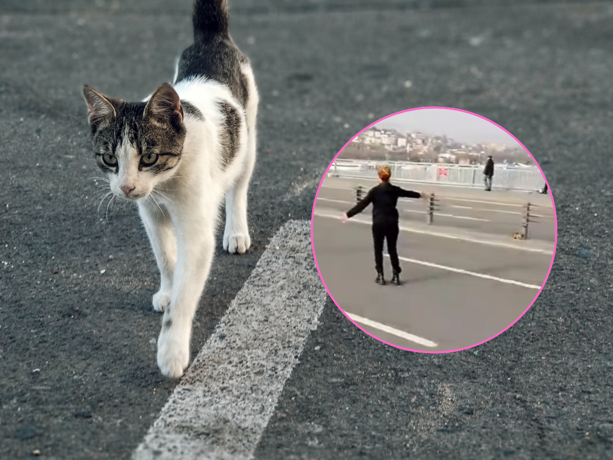 Przerażony kotek utknął na autostradzie