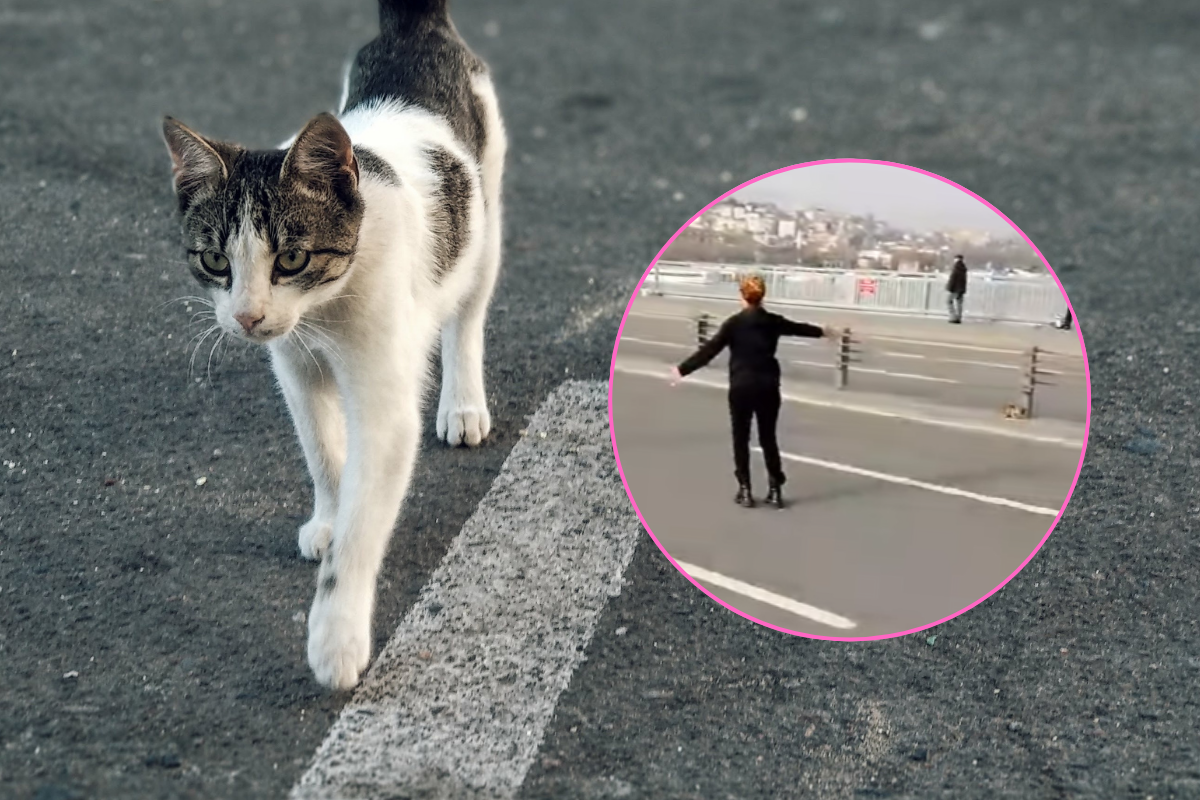 Przerażony kotek utknął na autostradzie