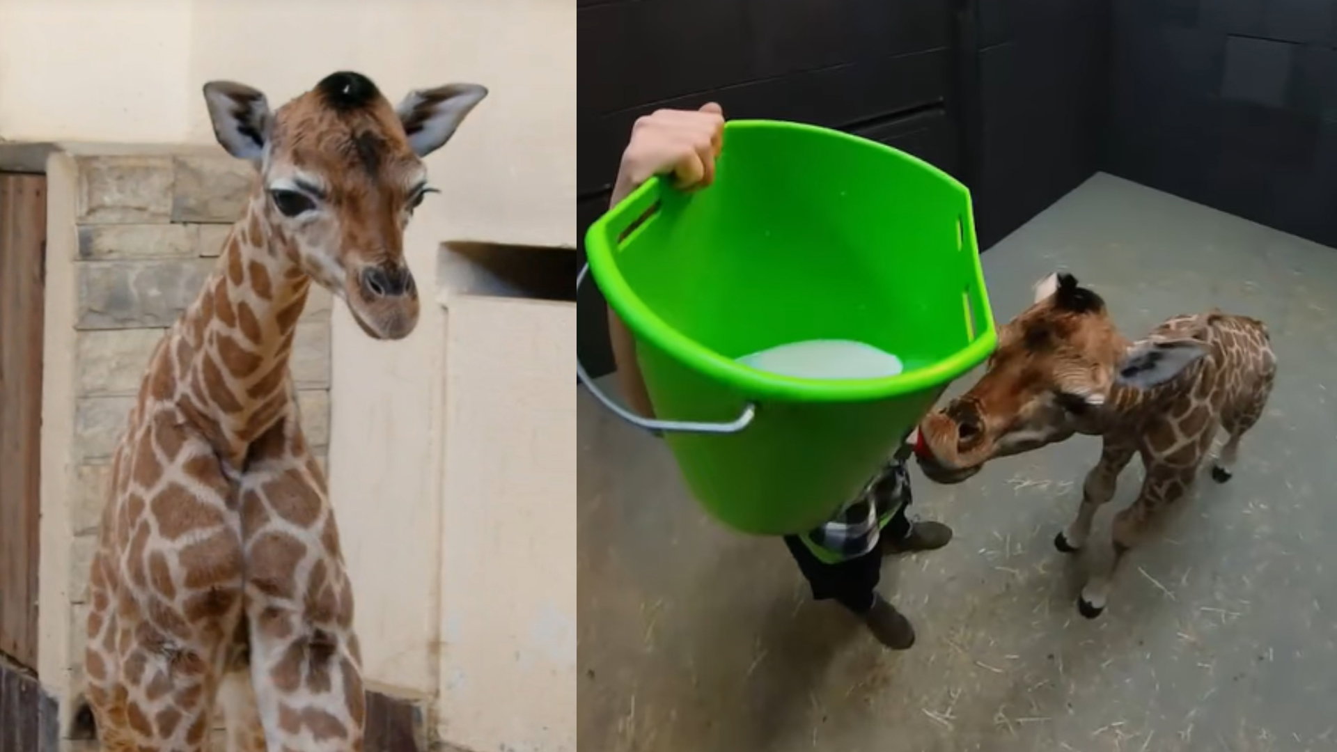 W łódzkim zoo na świat przyszła żyrafa