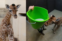W łódzkim zoo na świat przyszła żyrafa