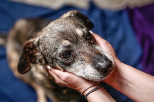 Wielki sukces schroniska w Krakowie