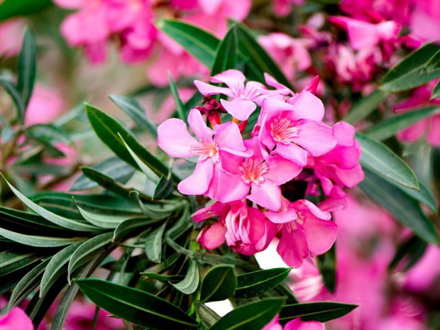 czy-oleander-moze-zimowac-w-ogrodzie-2503596-f464baa