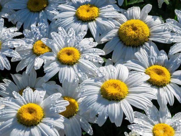 jesienne-kwiaty-na-balkon-aster-2487800-516cac1