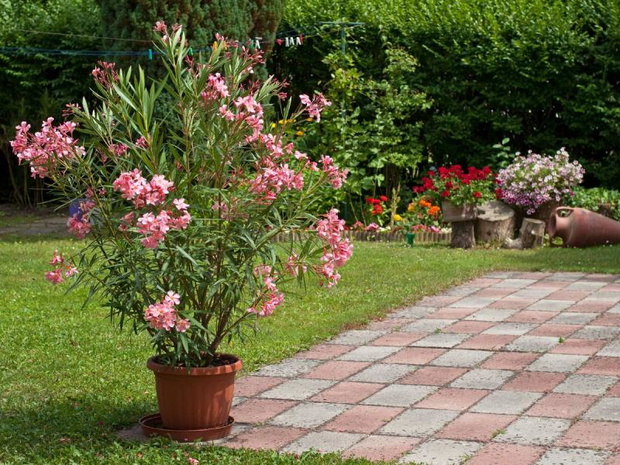 oleander-zimowanie-w-domu-2503598-1ec97fd