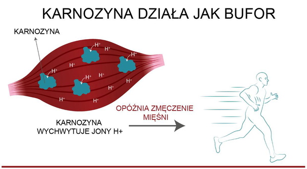 dzialanie-beta-alaniny-2508986-b197b36