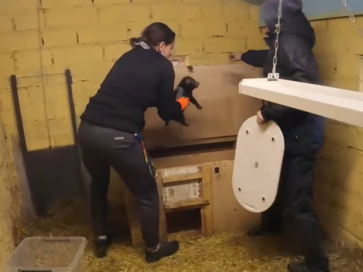 Mały pies leśny w łódzkim ZOO