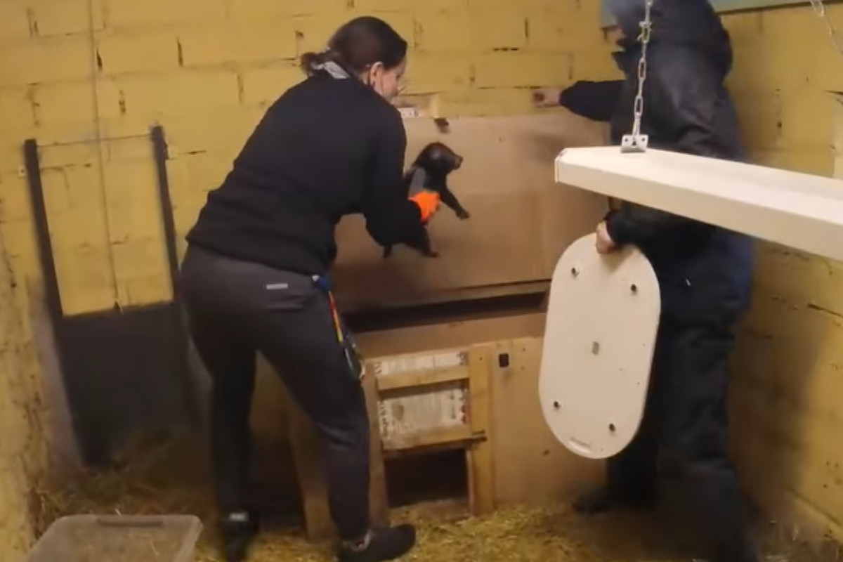 Mały pies leśny w łódzkim ZOO