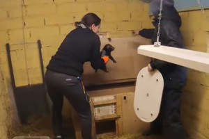 Mały pies leśny w łódzkim ZOO