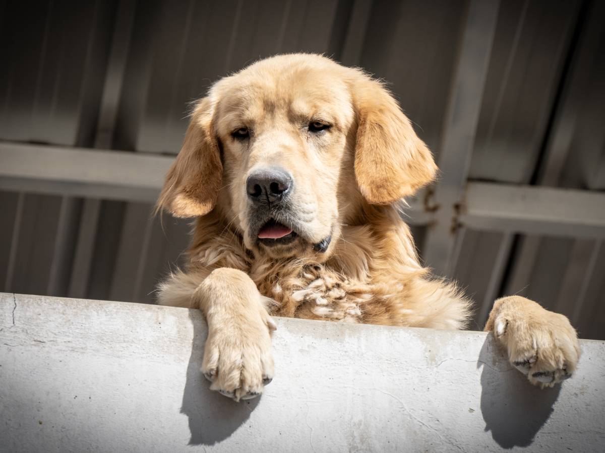 Golden Retriver