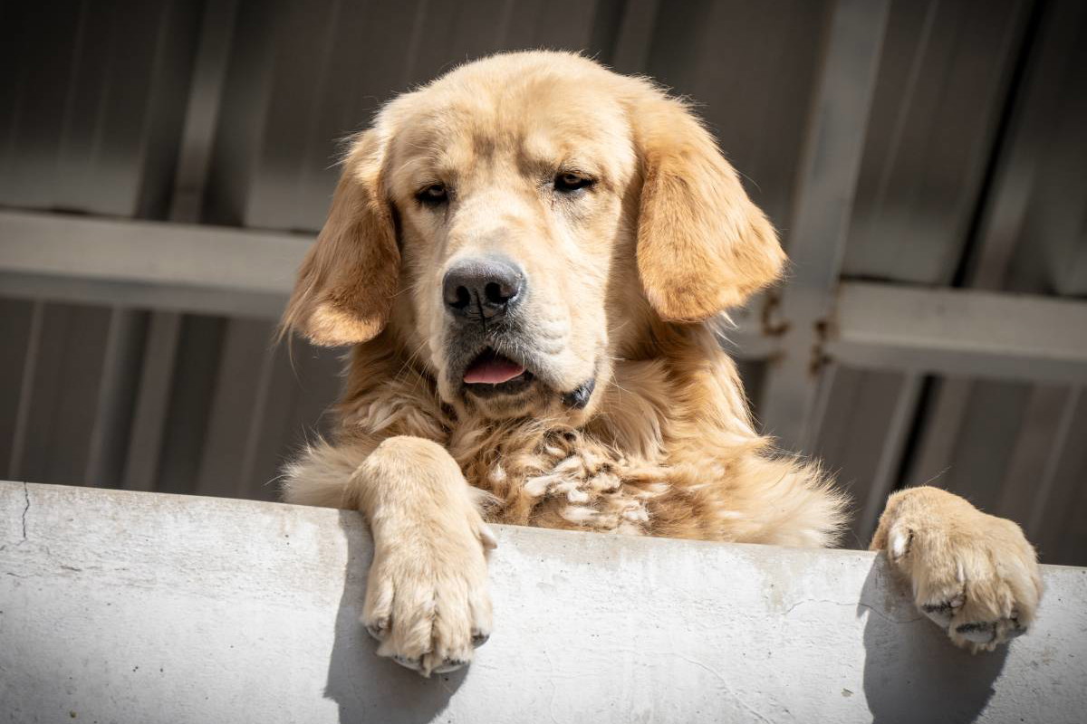 Golden Retriver