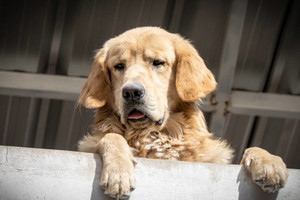 Golden Retriver