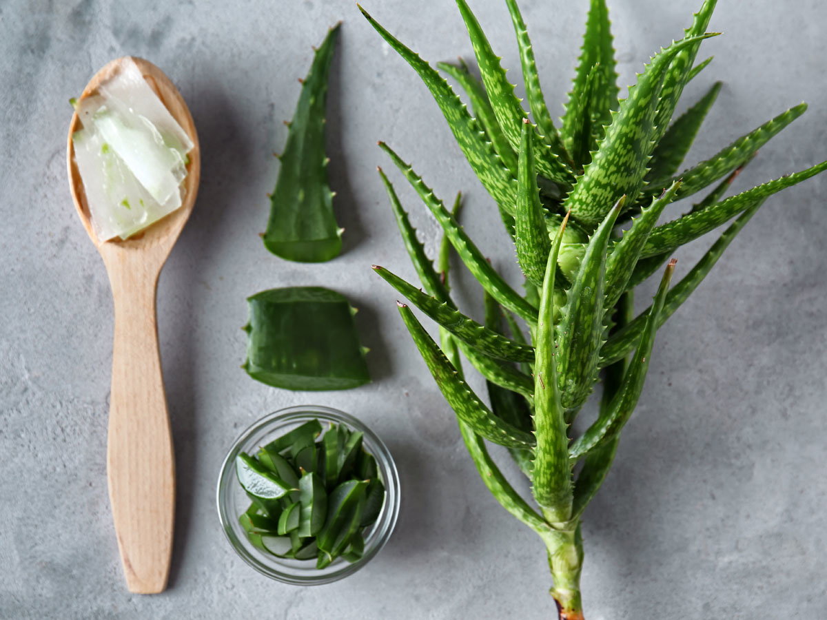 Aloes jest rakotwórczy