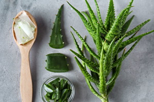 Aloes jest rakotwórczy