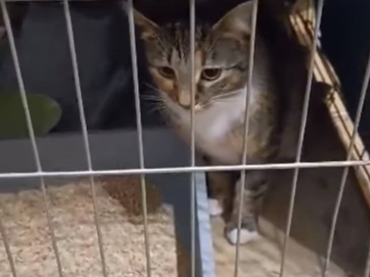 kotek oddany z adopcji