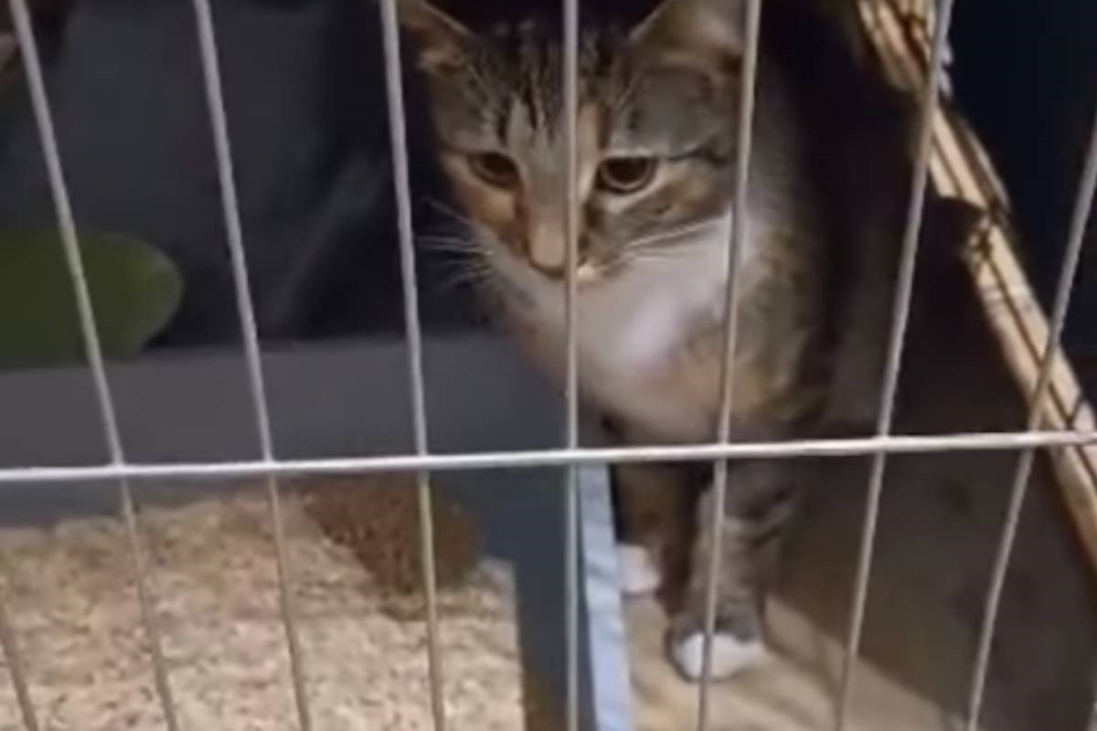 kotek oddany z adopcji