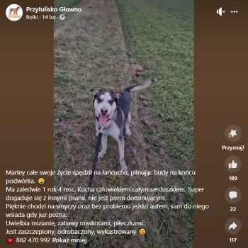marley-do-adopcji-post-przytulisko-glowno-2509477-24475a4