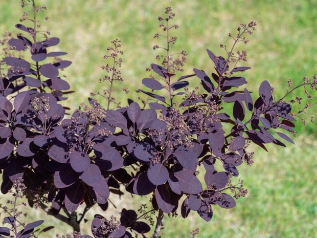ciecie-perukowca-jesienia-2509552-0802dcf
