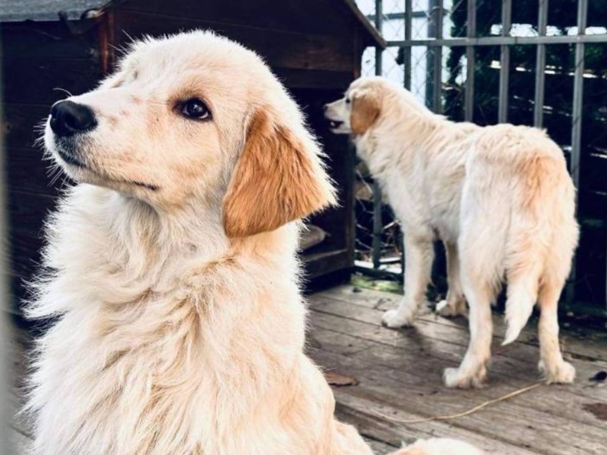 psy w tyie golden retriver