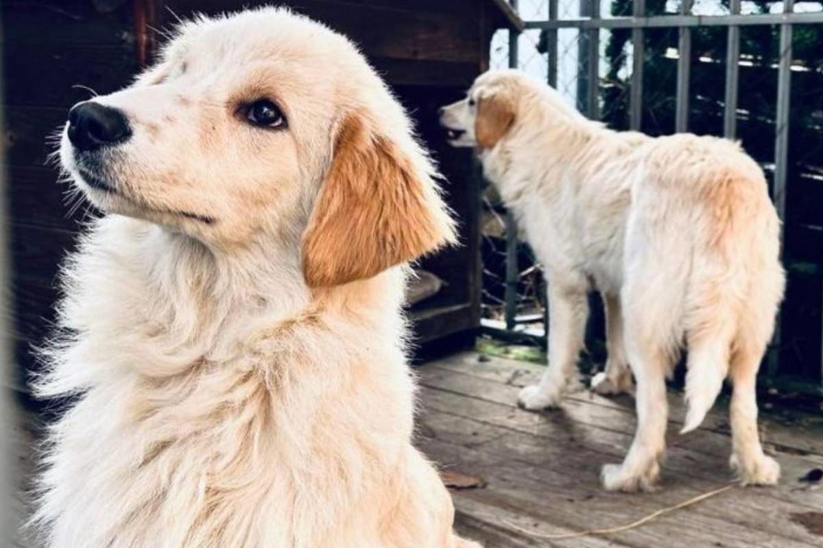psy w tyie golden retriver