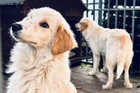 psy w tyie golden retriver