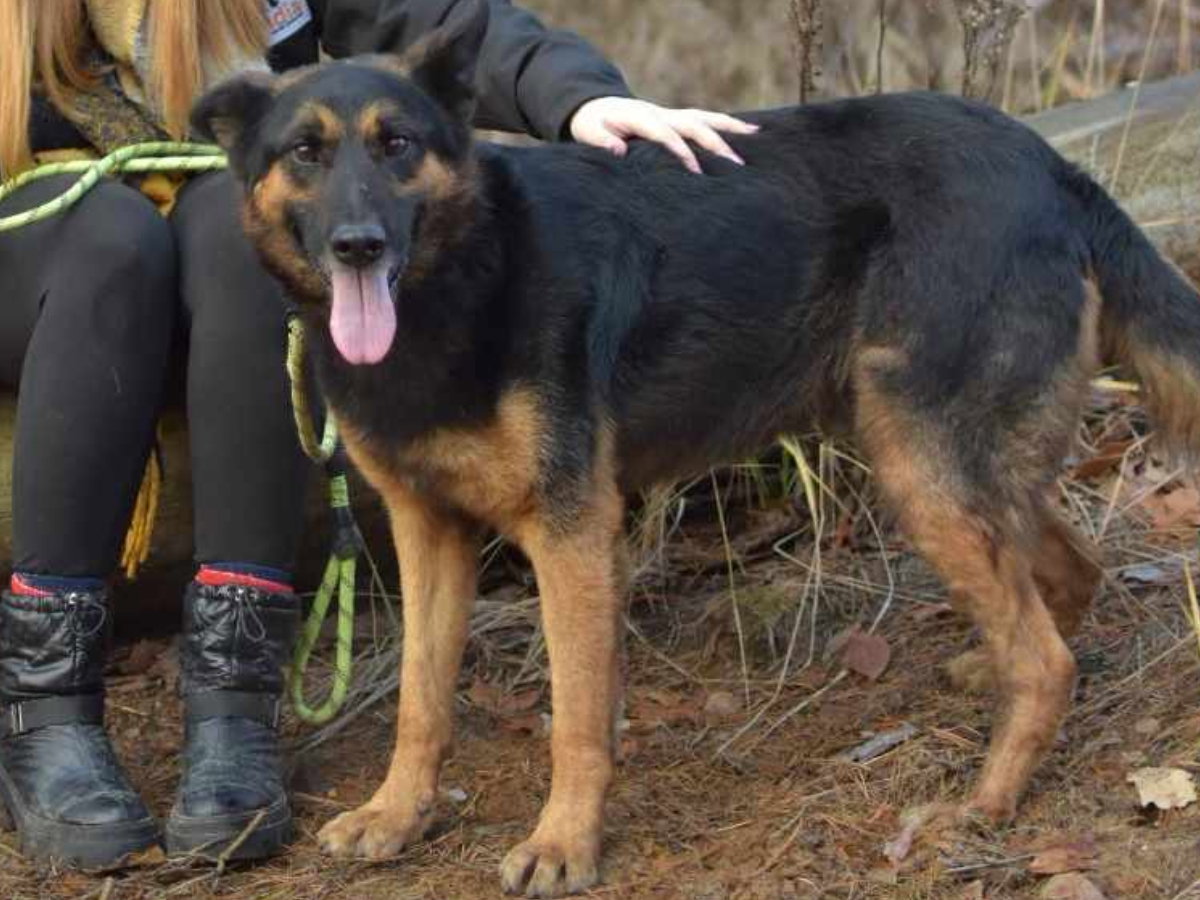 Bergo - pies do adopcji czeka w Przytulisko Głowno