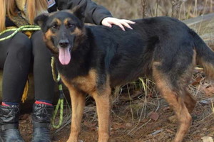 Bergo - pies do adopcji czeka w Przytulisko Głowno