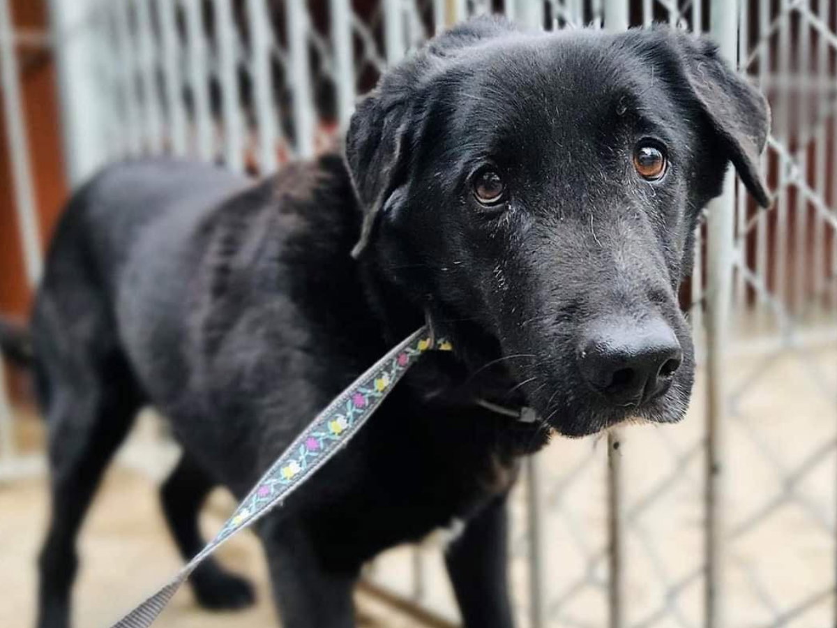 Tami to pies, który od 10 lat czeka na adopcję
