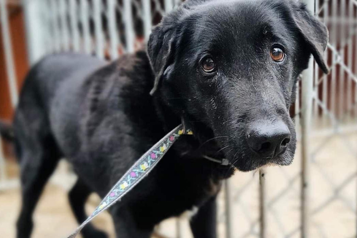 Tami to pies, który od 10 lat czeka na adopcję