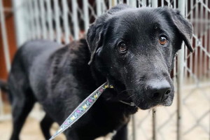 Tami to pies, który od 10 lat czeka na adopcję
