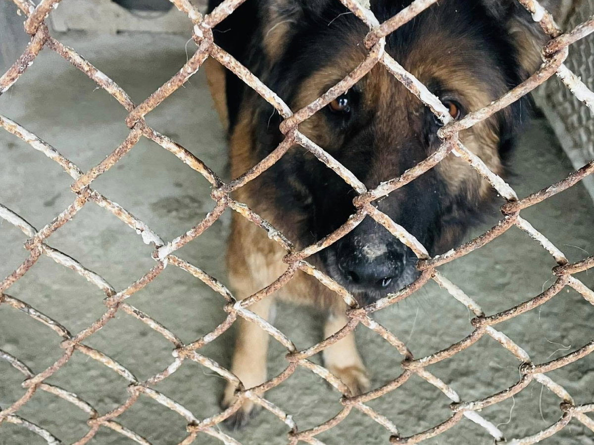 Jej ukochany człowiek umarł, a ona została sama i nie wie, co się dzieje. Diana czeka na adopcję
