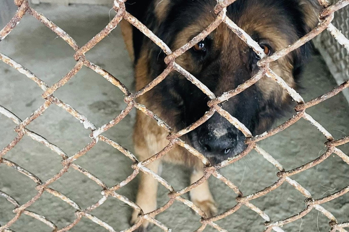 Jej ukochany człowiek umarł, a ona została sama i nie wie, co się dzieje. Diana czeka na adopcję
