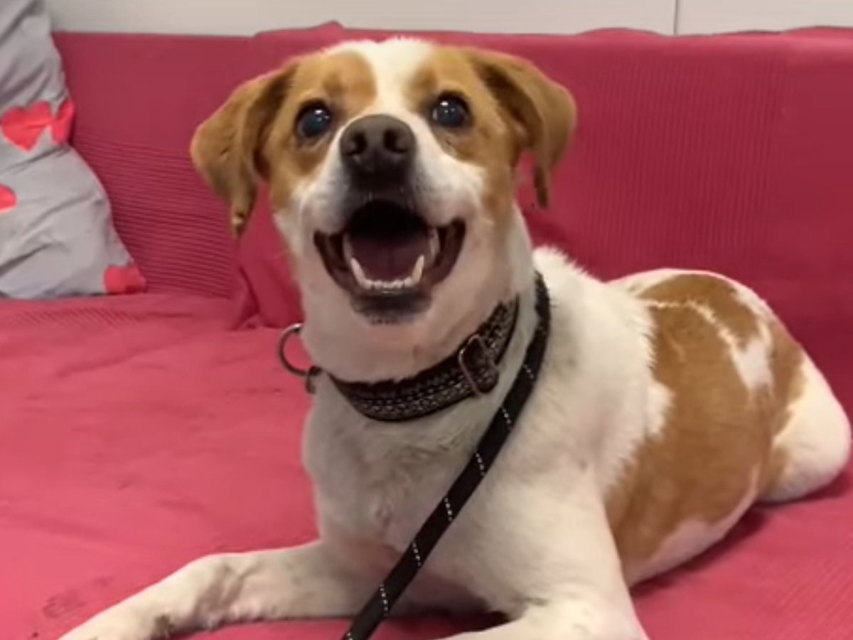 Roki to pies do adopcji