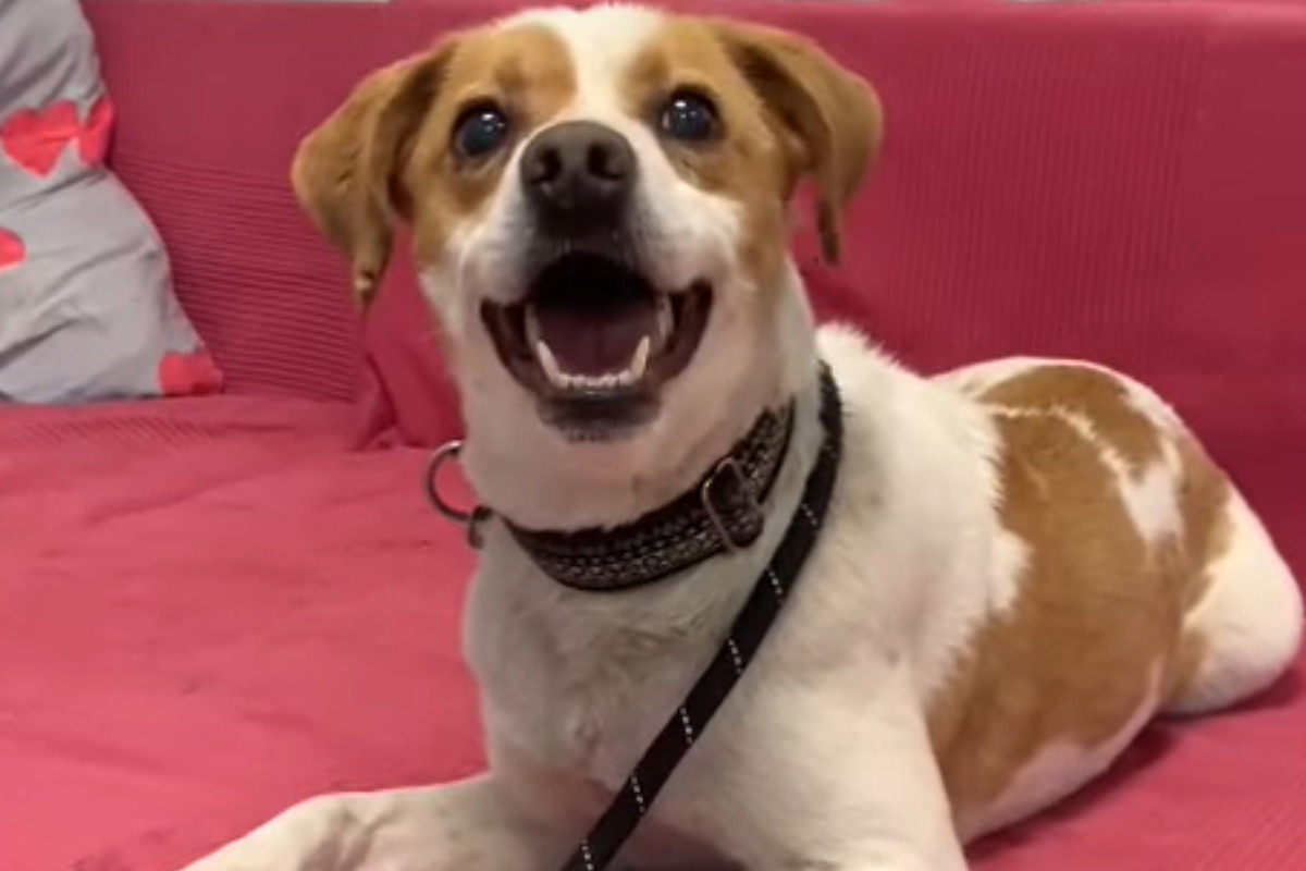 Roki to pies do adopcji