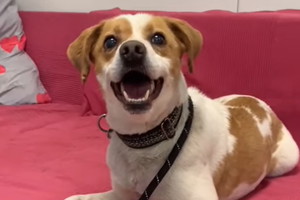 Roki to pies do adopcji