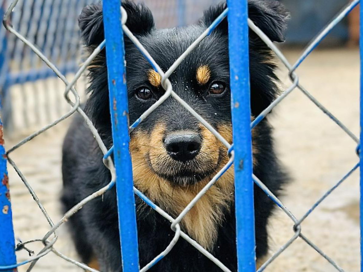 Naruto wrócił z adopcji. Usłyszał, że pani go nie kocha i nie chce