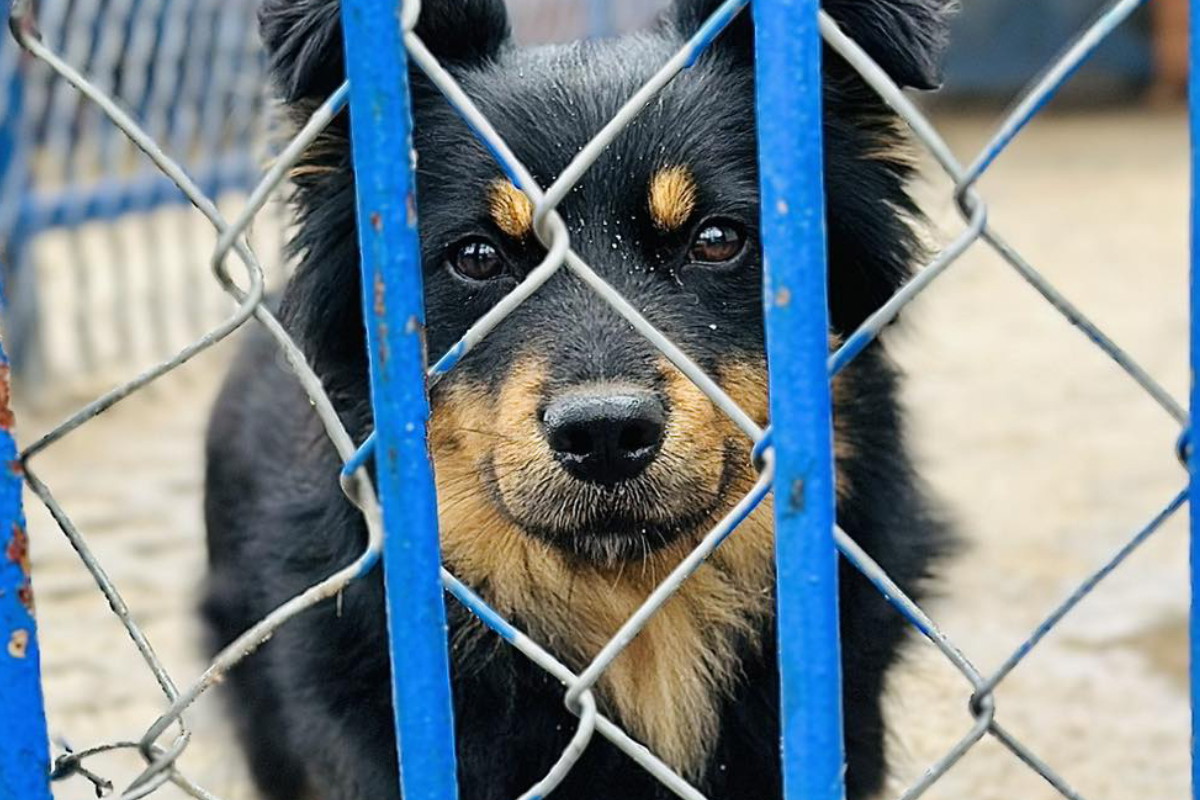 Naruto wrócił z adopcji. Usłyszał, że pani go nie kocha i nie chce