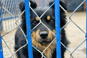 Naruto wrócił z adopcji. Usłyszał, że pani go nie kocha i nie chce