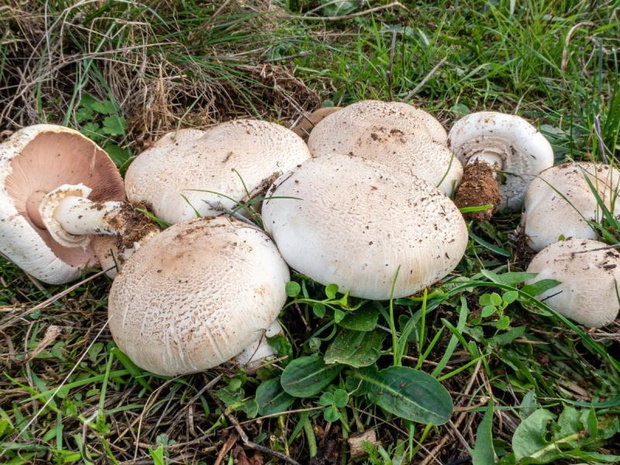 pierwsze-grzyby-wiosenne-pieczarka-lakowa-2510013-39ec737