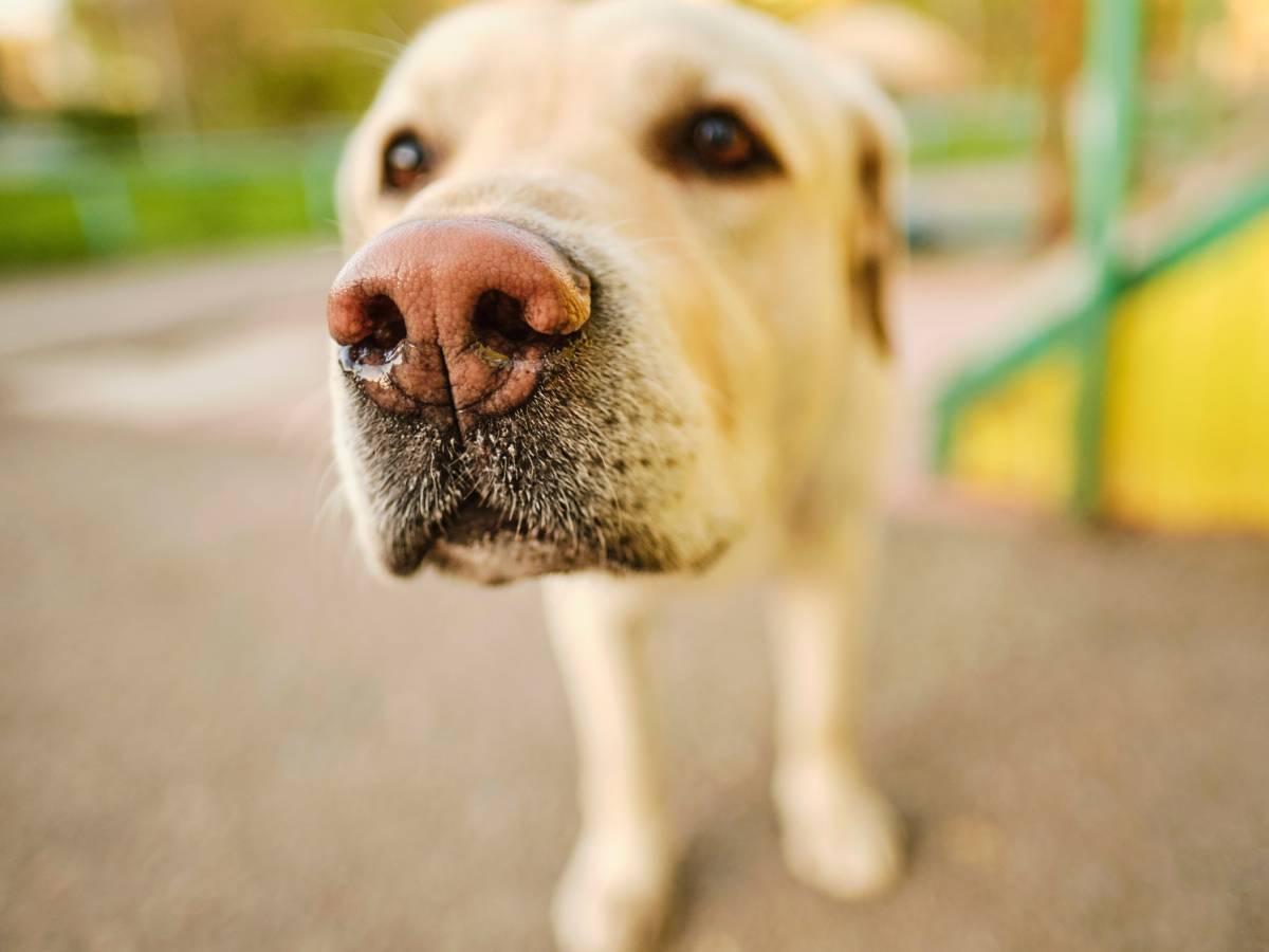 labrador