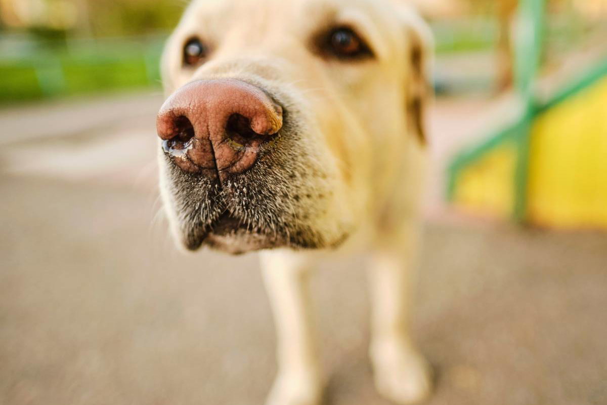 labrador