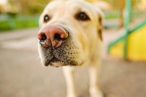 labrador
